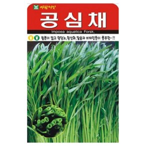 공심채 씨앗 200립 모닝글로리 재배 아람, 1개