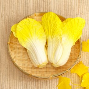 [엠디자인] 포기 배추 모형 1P (옐로우)