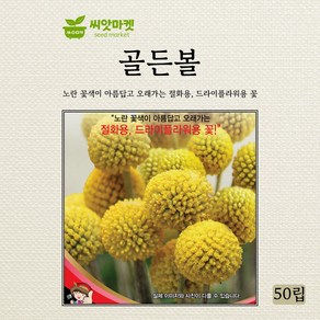 세계종묘 골든볼 씨앗 50립, 1개