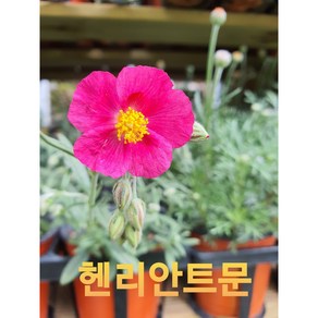 [비젼플라워] 야생화--베란다월동-헨리안트문, 1개