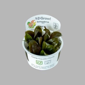 1-2-GROW 에키노도루스 레니 무균 조직배양 수초, 1개
