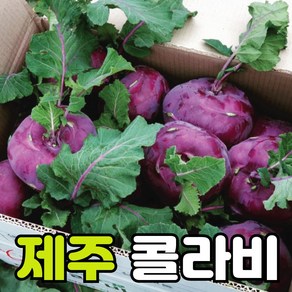 렛츠팜 25년 제주콜라비 햇콜라비 직접재배 당일수확 콜라비깍두기 장아찌 무침 5kg 10kg 15kg