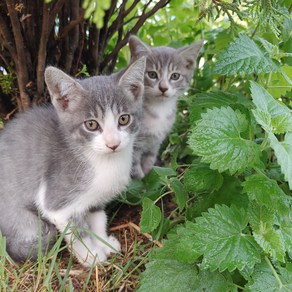 반려동물 고양이 캣닢 생캣닢30g + 10g, 1개