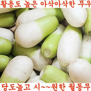 국산 제주무 월동무 세척 무우 김장무 못난이 작은무, 1개, 못난이무 5kg