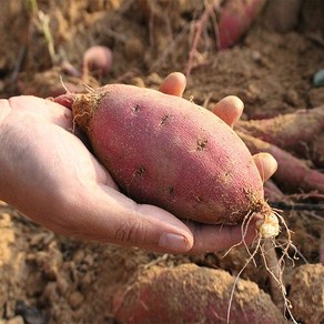 [해남직송] 달달한 해남 햇 꿀고구마 (왕특대)3kg5kg10kg, 3kg, 1개