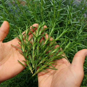[다정한농장] 농장직송 로즈마리 생잎 허브, 100g, 1개