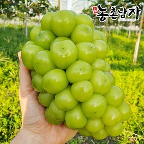 농촌남자 프리미엄 샤인머스켓 수출용 망고포도, 1개, 1등급2kg(3송이)