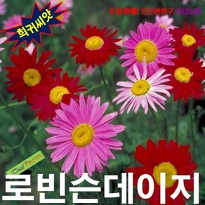 로빈슨데이지 레드 10립, 1개