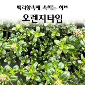 [모종심는아빠] 백리향속에 속하는 허브 오렌지타임 모종, 1개