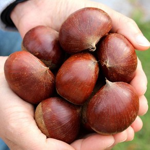 푸드마실 공주밤 24년 햇 밤 맛밤 알밤 옥광밤 특대