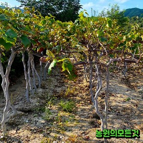 포도나무 묘목 4년생 결실주 자옥 캠벨 야생머루 거봉 샤인머스켓 가지포도(블랙사파이어), 캠벨4년생, 1개, 분묘