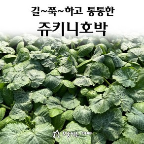 [모종심는아빠] 길쭉하고 통통한 쥬키니호박 모종, 10개