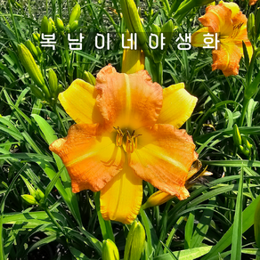 애기원추리 펀치옐로우 [2포트 복남이네야생화 모종 백합 나리 데이릴리 daylily], 2개