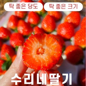 수리네 꿀당도 딸기 첫출하 산지직송 설향 금실 킹스베리 400g 500g 700g 1kg 1.5kg 2kg, 4개, 금실딸기 500g