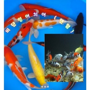 비단잉어(혼합)5마리(5cm), 1개