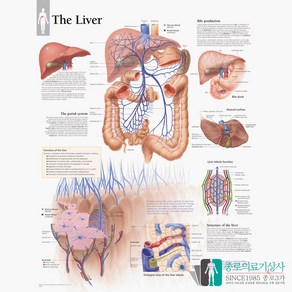 인체해부도 차트 병원액자 1900 간의 구조 Live 차트 54X74cm 액자옵션, 없음