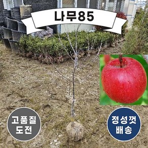 (나무85) 사과나무 부사 자근묘 분, 1개