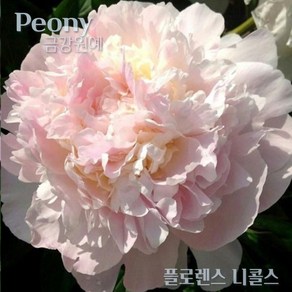 작약 숙근 입고(Peony/금강원예) 플로렌스 니콜스, 1개