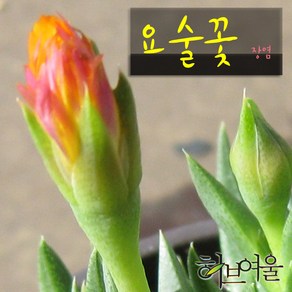 [허브여울다육] 요술꽃 지름 9cm 소품화분, 1개