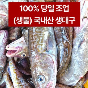 속초 오늘잡아 싱싱한 생대구 자연산 생선 고니 알탕 찜 조림 구이 황대구