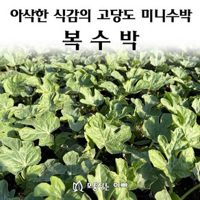 [모종심는아빠] 아삭한 식감의 고당도 미니 복수박 모종, 모종, 3개