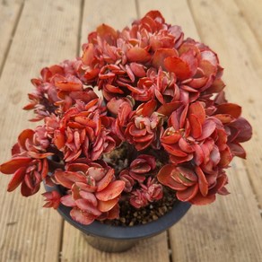 [수암다육] 빅레드 철화 랜덤발송 Echeveria 'Big Red' f. cristata 랜덤발송 다육 다육이 다육식물 379