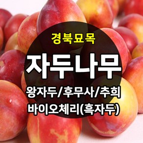 [경북농원] 자두나무 접목묘 특묘 (왕자두/후무사/추희/바이오체리/플럼코트), 추희(가을자두) 접목  중묘