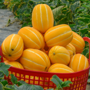 [직접농사] 고당도 성주 꿀 참외, 1개, 3kg(특상 로얄과)