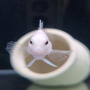 플래티넘 미니 패럿 유어 2cm~3cm [4마리], 1개, 10g