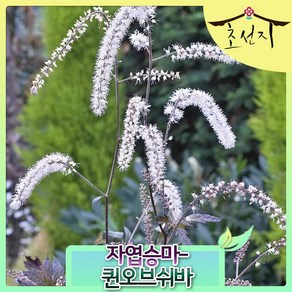 [초선지] 자엽승마 6치 퀸 오브 쉬바, 퀸오브쉬바, 1개
