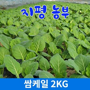 [물맑은 양평] 지평 농부 쌈케일2kg, 2kg, 1개