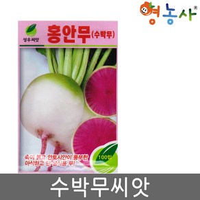 홍안무씨앗 100립 수박무 과일무 씨앗