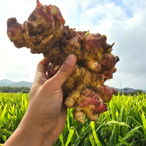 생강 햇생강 흙생강 세척생강 깐생강, 1개, 흙생강[알뜰] 1kg