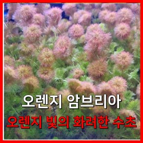 [수초농부] 오렌지 암브리아 오렌지 빛의 화려한 수초, 5개