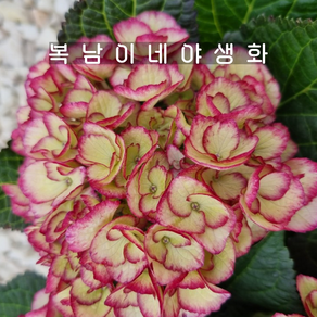 신품종 수국 엘피 [1포트 복남이네야생화 모종 엘파이 hydrangea]