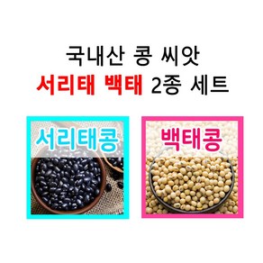 백태 서리태 씨앗 2종 세트 국산 메주콩 검은콩 씨 5월 6월 파종, 1개