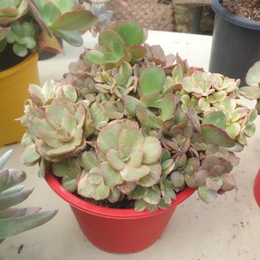 [수암다육] 수연금 단품 Echeveria 'Suyon' f. variegata 다육 다육이 다육식물 국민다육 334