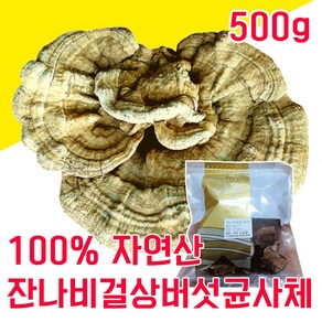 100% 국내 자연산 잔나비 걸상버섯 균사체 불로초 덕다리 500g 인생의 연장전 혈당 조절, 1개