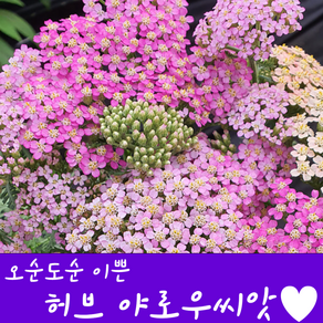 [농대나온남자] 오순도순 야로우 씨앗 200립 + 나비끈끈이트랩, 1개