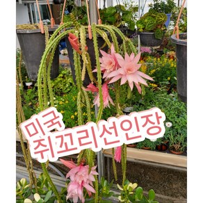 미국 쥐꼬리선인장 대품/꼬리가 엄청 긴 여우꼬리선인장, 1개