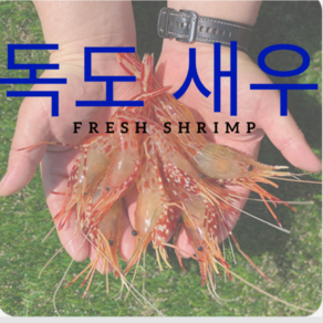 자연산 독도 활새우 꽃새우 당일조업 당일배송 500g, 1개, 500g 33미내외