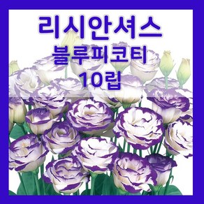 리시안셔스 씨앗 블루피코티 꽃 씨 키우기 9월 10월 파종 꽃도라지