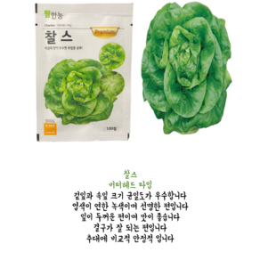 유럽 상추 씨앗 찰스100립 버터헤드 타입 식감과 맛이 우수한 유럽종 상추씨앗, 1개