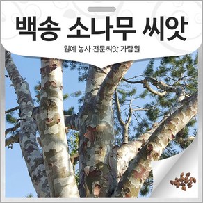 백송 소나무씨앗 소나무 씨앗 백송씨앗 (100립), 1개