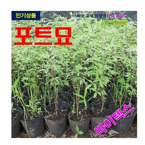 포트묘 바이텍스 3주, 1개