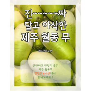 [영일만농수산] 제주월동무 제주무 월동무 무우 겨울무 김장무, 1개, 제주무 5kg