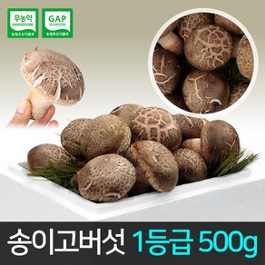 송이고버섯 1등급 500g /당일수확/생산자 발송, 1개