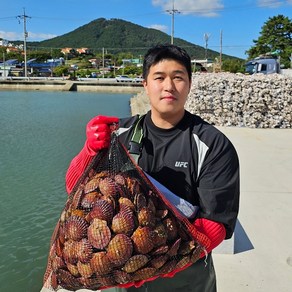 산지직송 통영 제철 선별 세척 비단 홍가리비 2kg, 1개