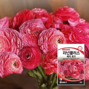 꽃씨-라넌큘러스 맥직옐로우 매직로즈 품종 F1 고급수입 종자, 1개