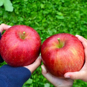 [품질보장] 달콤아삭한 경북 부사 사과 꿀사과 금사과, 1개, 4kg 대과 (10-16과 내외)